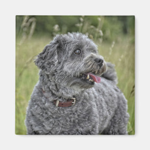 Aimant Cute Terrier Chien