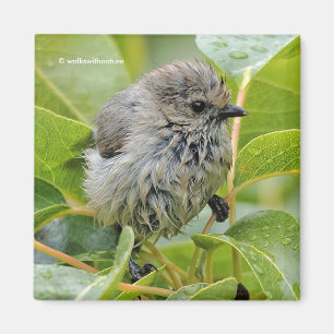 Aimant Cute Wet Young Bushtit Songbird sur le Laurel