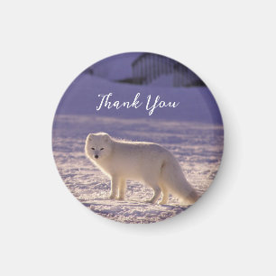 Aimant Cute White Arctic Fox neige hiver Photographie
