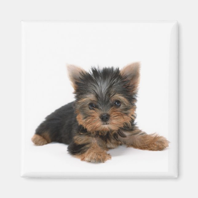 Aimant Cute Yorkshire Terrier Puppy (Devant)
