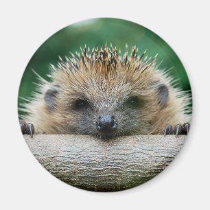 Aimant Cutest Baby Animals   Hedgehog Smile