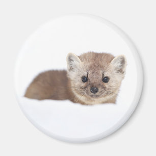 Aimant Cutest Baby Animals Pine Marten