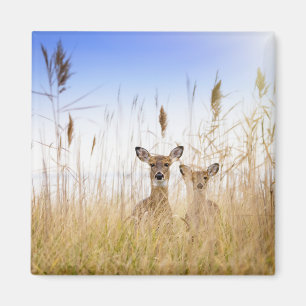 Aimant Cutest Baby Animals   Two Young White Tailed Deer