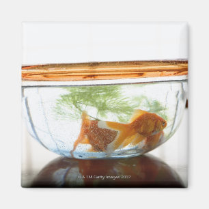 Aimant Cuvette de poisson rouge