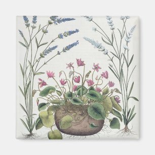 Aimant Cyclamen et lavande : 1.Cyclamen Romanum ; 2.Spica