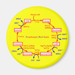 Aimant cycle d'acide tricarboxylique