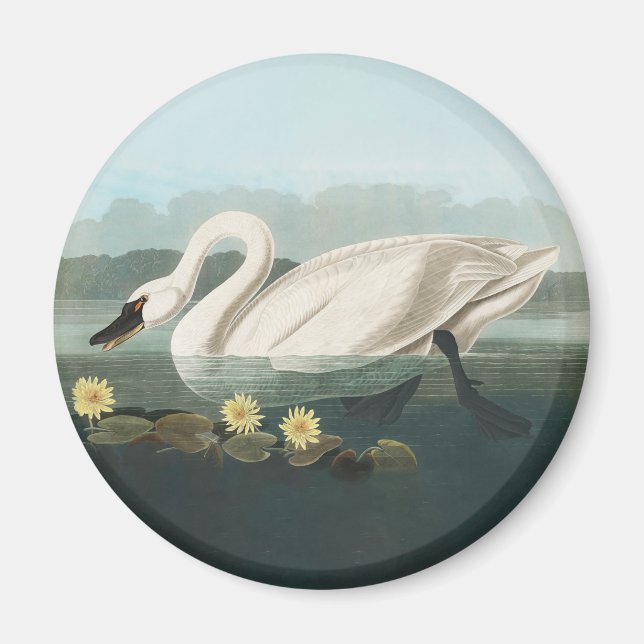Aimant cygne audubon cygnes d'eau blanche (Devant)