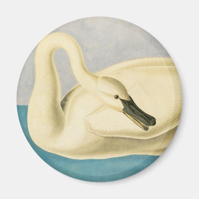 Aimant Cygne trompette par John James Audubon, Oiseau Vin (Devant)
