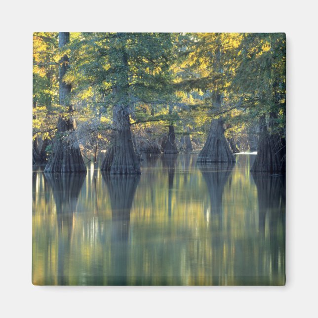 Aimant Cyprès Bald Arbres | Horseshoe Lake Illinois (Devant)