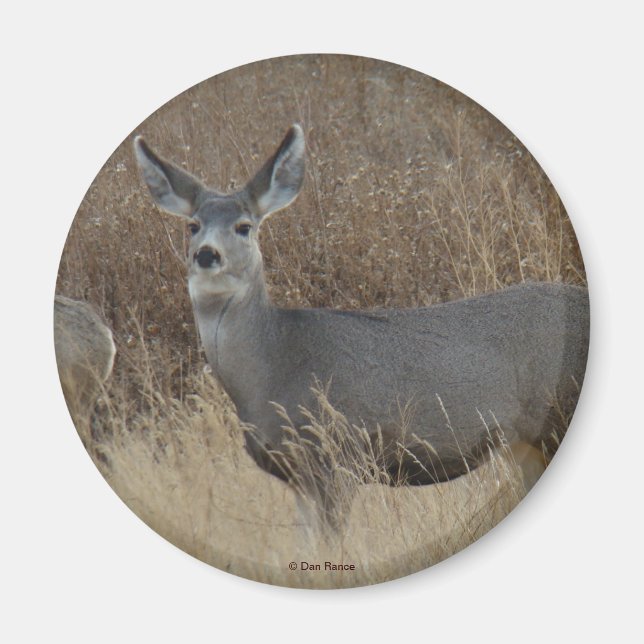 Aimant D14 Mule Deer Doe (Devant)