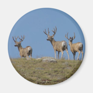 Aimant D9 Mule Deer Bucks in Velvet