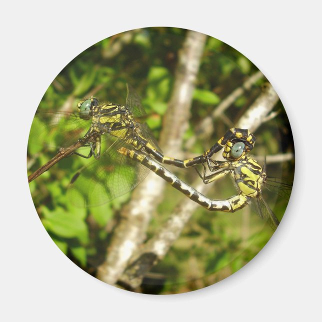 Aimant d'accouplement des libellules à queue Club (Devant)