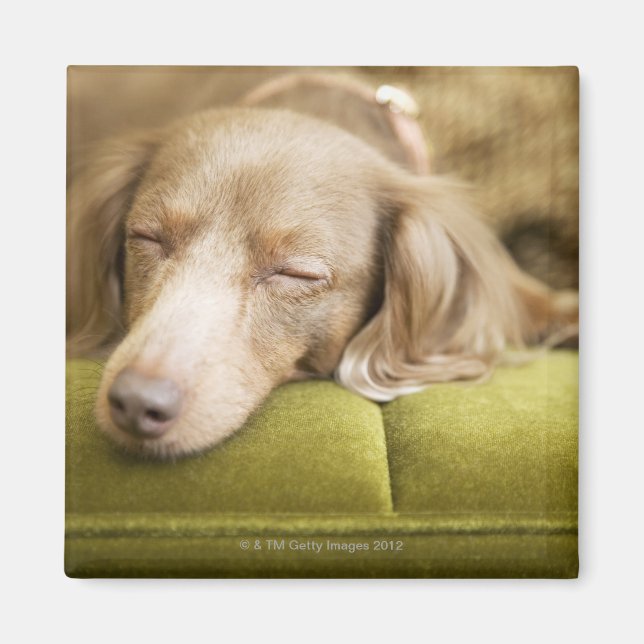 Aimant Dachshund (Devant)