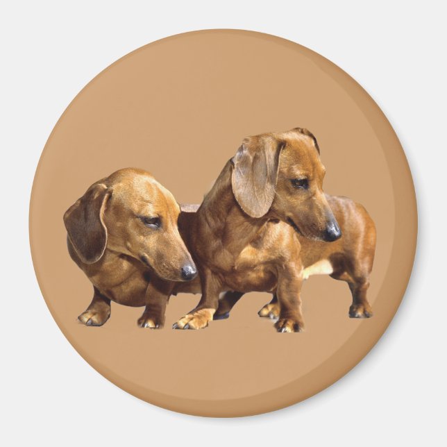 Aimant Dachshund Smoothies (Devant)