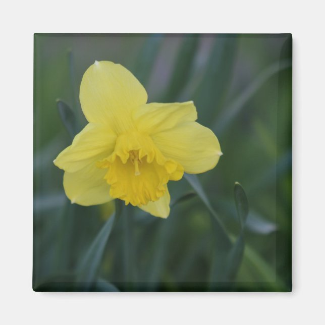 Aimant Daffodile (Devant)