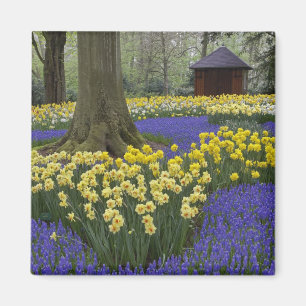 Aimant Daffodils, jacinthe de raisin et jardin de tulipes