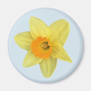 Aimant Daffodique de printemps jaune sur bleu pâle