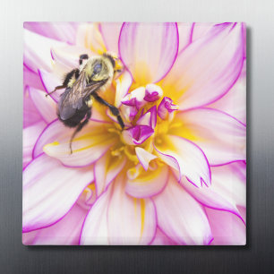 Aimant Dahlia blanc et rose avec bourdon