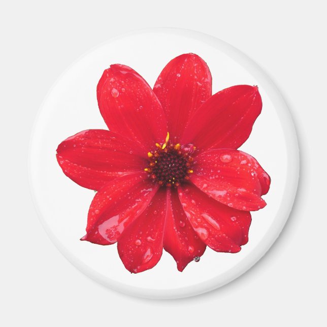 Aimant Dahlia dans la pluie (Devant)