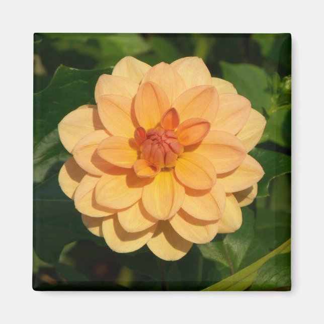 Aimant Dahlia 'David Howard' (Devant)