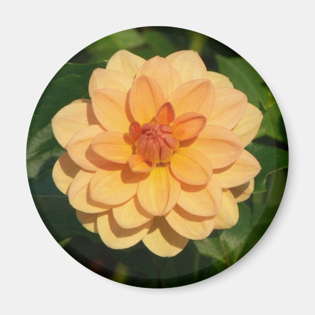Aimant Dahlia 'David Howard' (Devant)