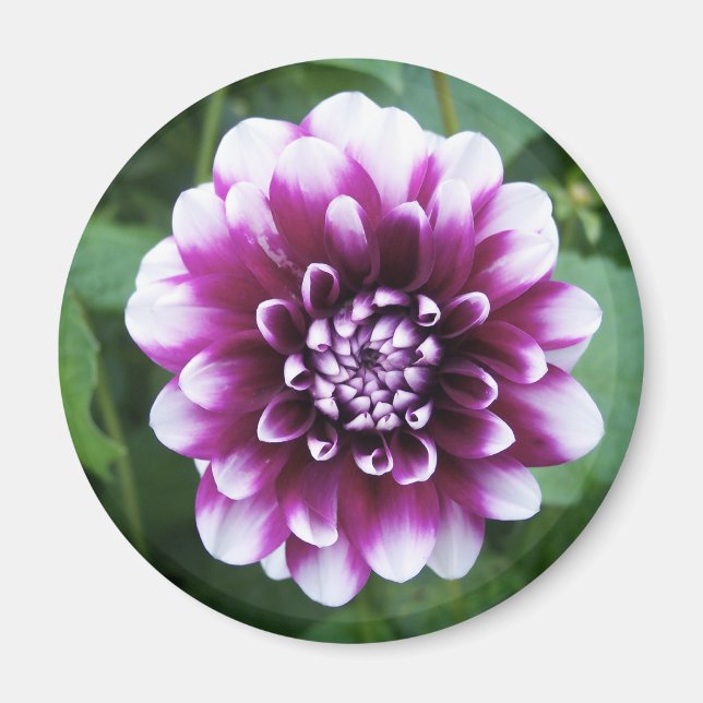 Aimant Dahlia violet blanc (Devant)