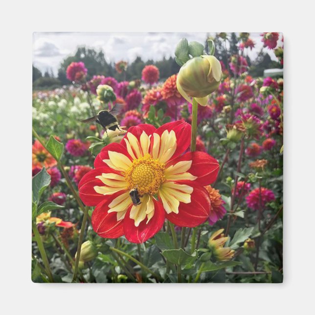 Aimant Dahlia Wheels (Devant)