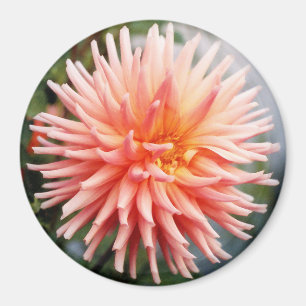 Aimant Dahlias Fleur Éblouissante