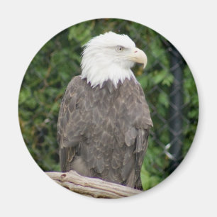aimant d'aigle chauve