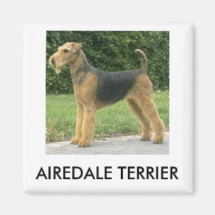 Aimant d'Airedale Terrier
