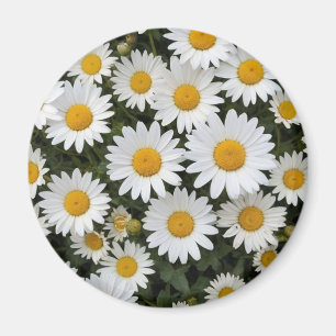 Aimant Daisies