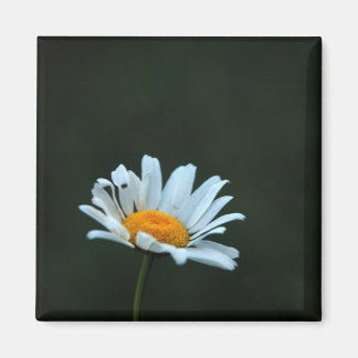 Aimant Daisy