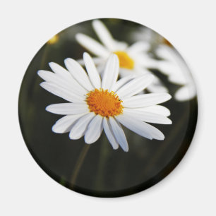 Aimant Daisy