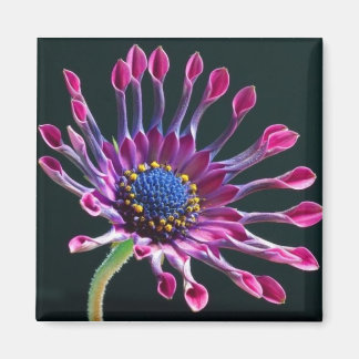 Aimant Daisy