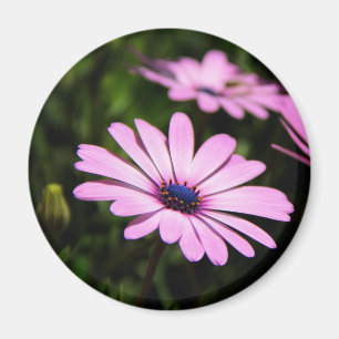 Aimant Daisy africain