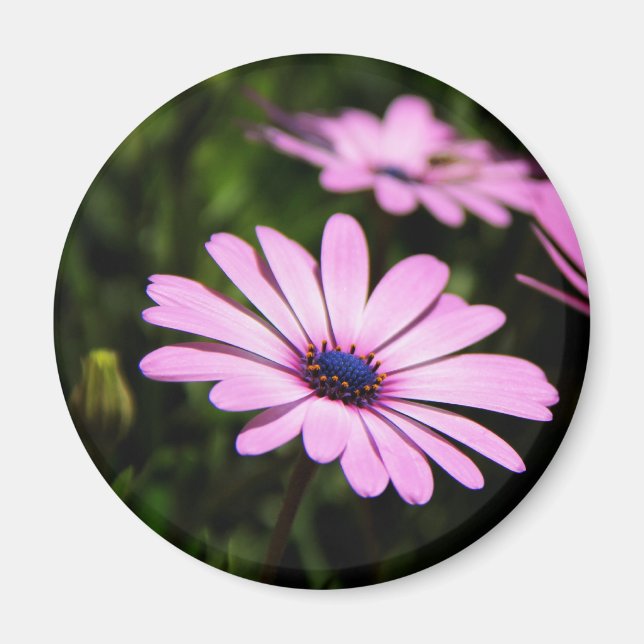 Aimant Daisy africain (Devant)