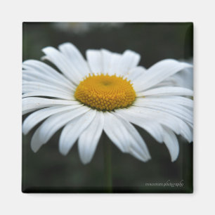 Aimant Daisy - Face vers le haut