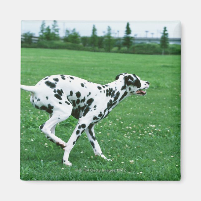 Aimant Dalmatien (Devant)
