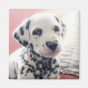 Aimant Dalmatien Nez de Coeur