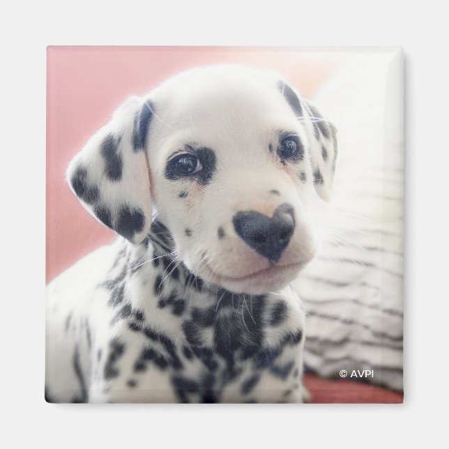 Aimant Dalmatien Nez de Coeur (Devant)