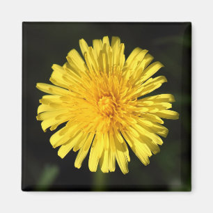Aimant Dandelion