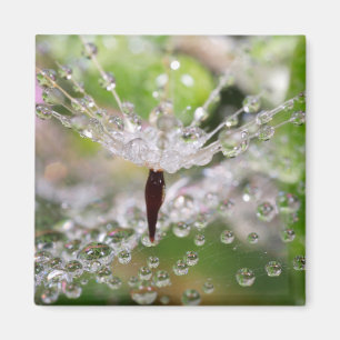 Aimant Dandelion délicat Abstrait