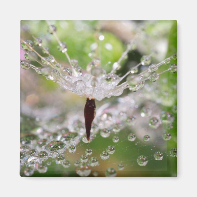 Aimant Dandelion délicat Abstrait (Devant)