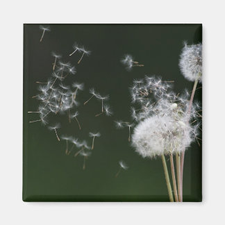 Aimant Dandelion Fluff