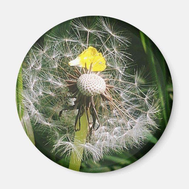Aimant Dandelion mignon (Devant)