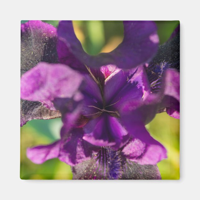Aimant Dans Un Iris (Devant)