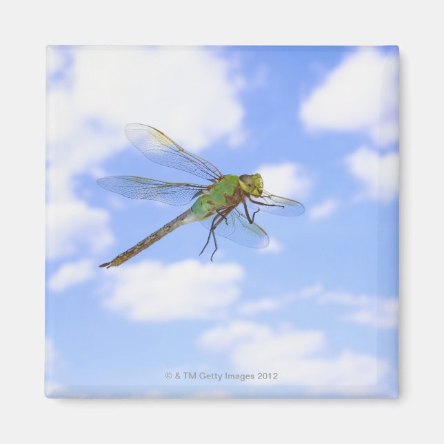 Aimant Dard vert (Anax junius) volant contre (Devant)