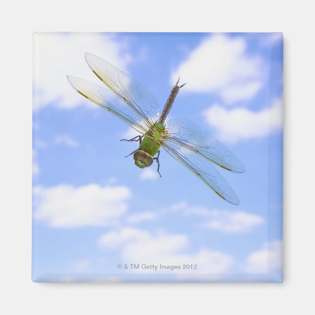 Aimant Dard vert (Anax junius) volant contre les nuages (Devant)