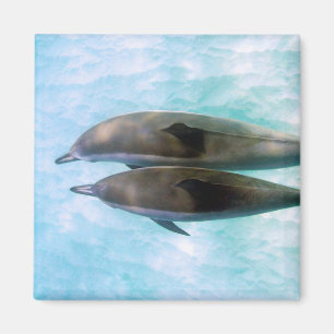 Aimant Dauphins spineurs Oahu Hawaii