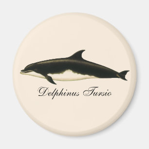 Aimant Dauphins vintage Delphinus Tursio, mammifères mari